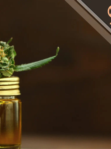 textura y color de aceite de CBD