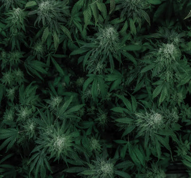 plantación de cannabis legal