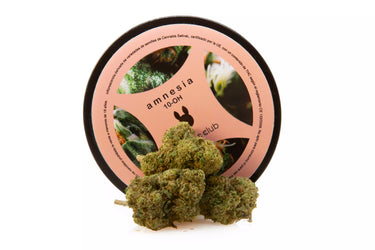 cogollo de flor indoor de 10-OH variedad amnesia junto con su envase en fondo blanco