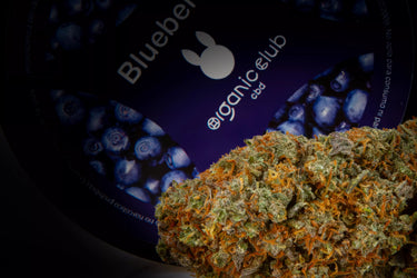 Cogollo de Marihuana legal junto con su envase en fondo negro. Variedad Bueberry