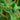 flor de cbd aumentada al microscopio.