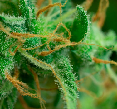 flor de cbd aumentada al microscopio.