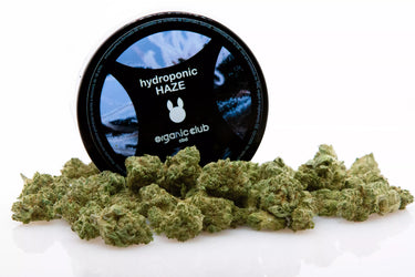 cogollos pequeños de cbd de variedad indoor