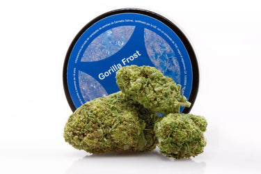 flor de cannabis legal variedad indoor gorilla frost junto a su tarro en fondo blanco