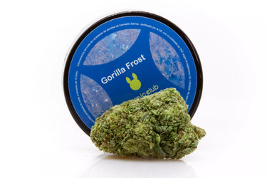 Cogollo de marihuana legal verde claro, con su envase redondo azul de la variedad Gotilla Frost