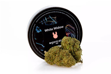 Cogollos de marihuana legal. Genetica White widow.
