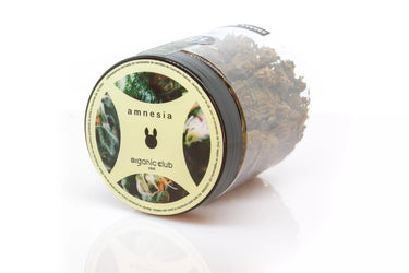 smallbuds o cogollos pequeños de variedad indoor amnesia sobre fondo blanco.