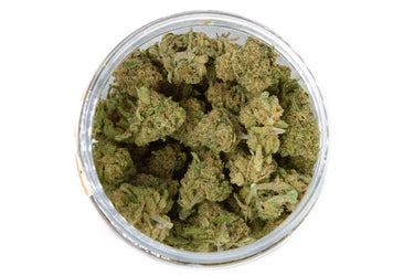 cogollos pequeños de CBD variedad jamaicana