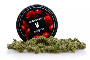 cogollos pequeños de marihuana legal variedad strawberry en fondo blanco.