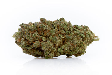 cogollo de marihuana legal en fondo blanco. variedad hidropónica green gelato
