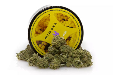 smallbuds de variedad de cbd mimosa, en fondo blanco.