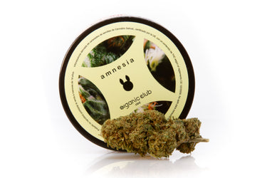 cogollo de CBD, variedad amnesia, sobre superficie blanca brillante, con su su envase circular de fondo