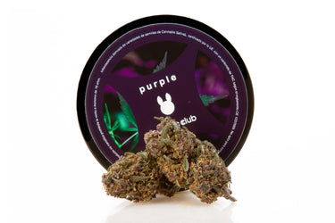 2 cogollos de cbd de la genética purple, de tonos morados y pistilos anranjados, con su envase púrpura de fondo