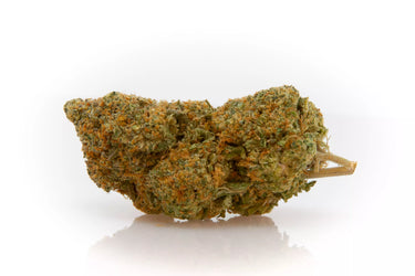 cogollo grande marihuana legal CBD sobre fondo y superficie blanca