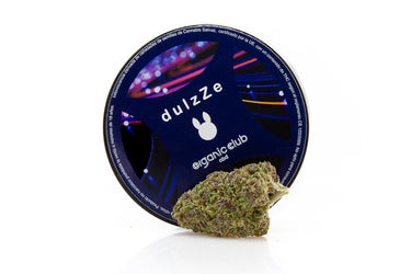 variedad indoor de flor de cbd en fondo blanco ideal para combatir el estrés