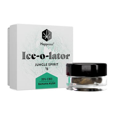extracción de hachís de cbd variedad ice o lator jungle spirit en fondo blanco