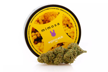 Flores de genética MIMOSA de CBD junto con su envase en fondo blanco