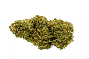 cogollo de variedad indoor de cbd white siberian sobre fondo blanco