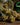 FLORES ORGANIC CLUB CBD