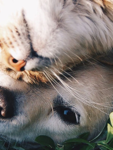 perro y gato jugando juntos 