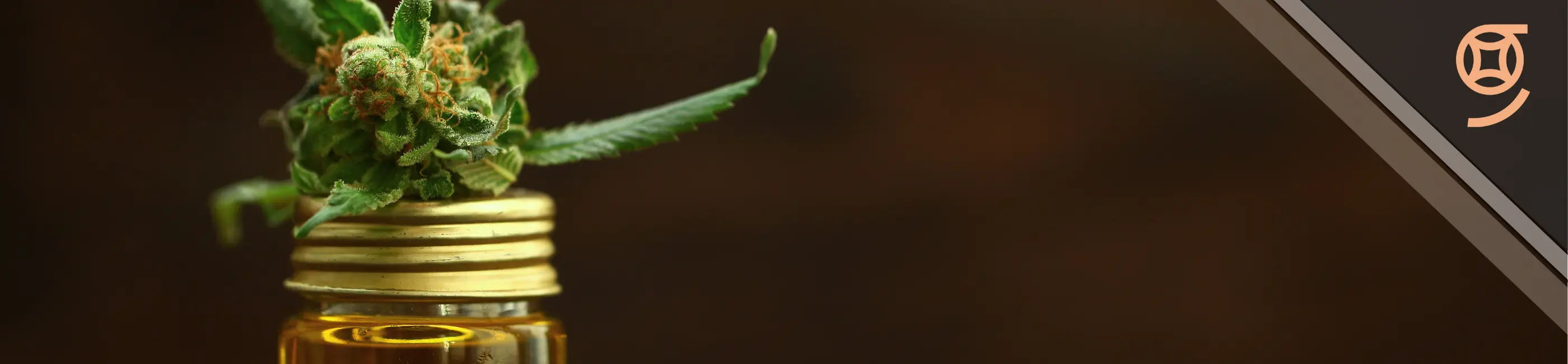 Cogollo de cbd junto con envase de aceite  de cbd.