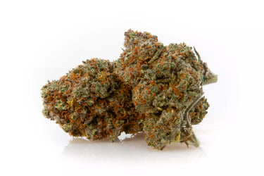 Flores de marihuana legal, genética blueberry en fondo blanco. 