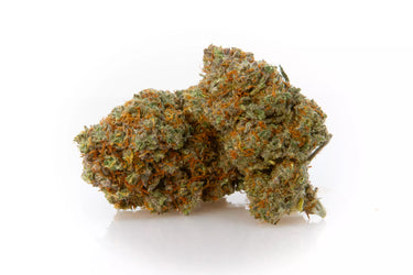Cogollo de flores hidropónicas de cbd en fondo blanco. Genéica Blueberry
