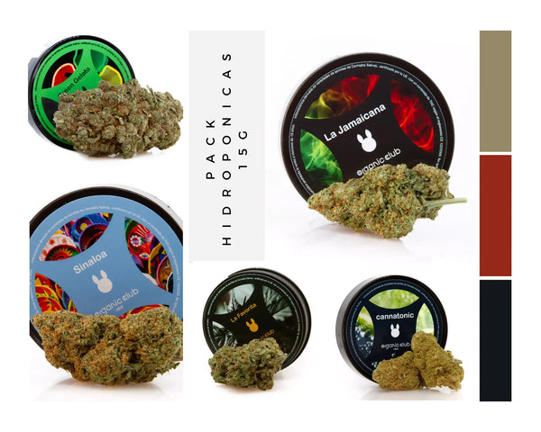 Pack de flores cannabis legal, envasados en tarros herméticos,  con sus correspondientes cogollos para poder apreciar la diferencia entre las mismas