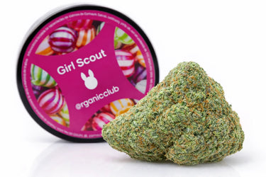 cogollo de cbd 100% legal junto  con su tarro sobre fondo blanco. Variedad girl scout cookies. Alta concentración de cbd