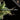 COGOLLO DE MARIHUANA LEGAL