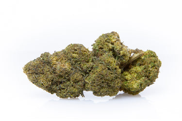 Cogollo de marihuana legal en fondo blanco. cbd variedad runtz