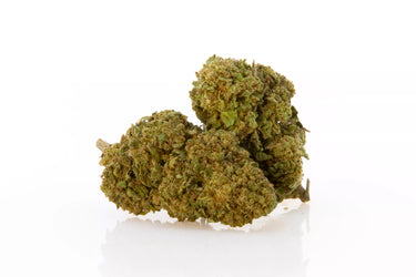 Cogollo de flores de cbd indorr en fondo blanco. Variedad white widow.