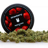 cogollos pequeños de marihuana legal variedad strawberry en fondo blanco. 
