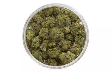 cogollos pequeños de cbd 100% legal en su tarro y fondo blanco. Alta concentración