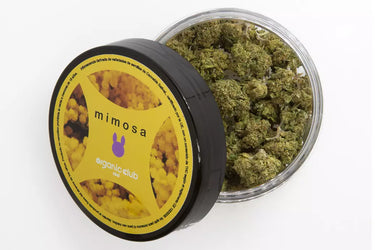 tarro abierto de cogollos de marihuana legal, variedad mimosa en fondo blanco.