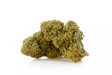 Cogollos de flores  de cbd de genética indoor en fondo blanco. 