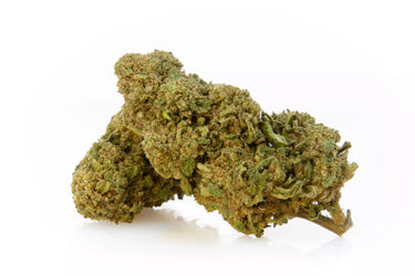 cogollos de marihuana legal de genética indoor fruit premium en fondo blanco. 