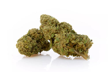 Cogollos de variedad de genética de CBD indoor fruit en fondo blanco. Alta concentración de cbd