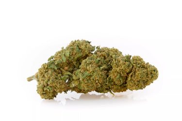 Cogollo de Marihuana legal de genética mimosa en fondo blanco.