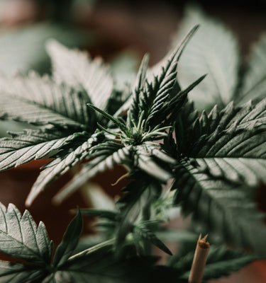 PLANTA DE CANNABIS CBD